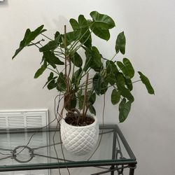 Philodendron Whit Ceramic Pot
