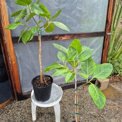 Ficus Altissima Plants 10" Pot $15 Each