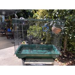 Bird Cage 