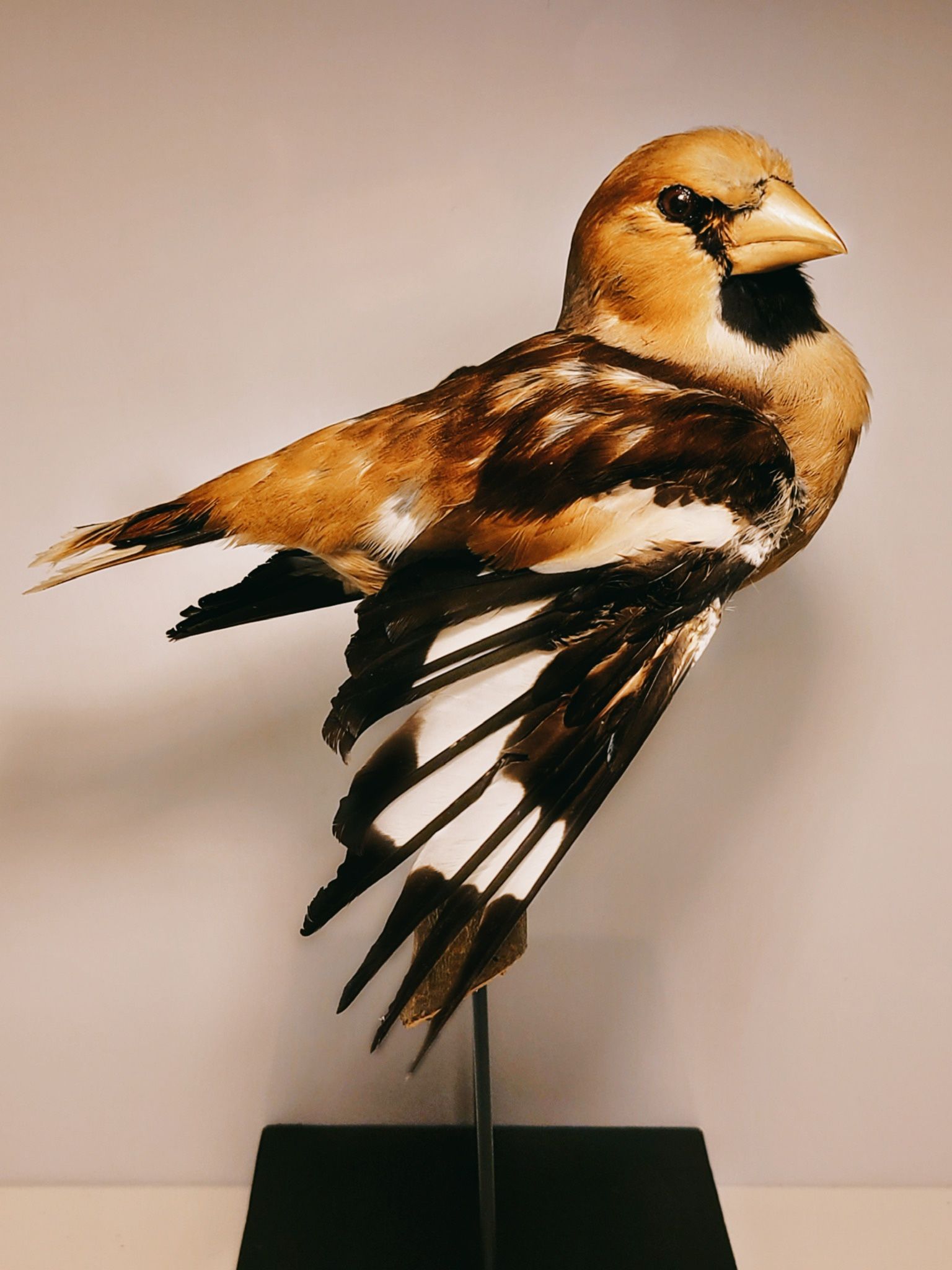 Taxidermy Bird Oddities Decor