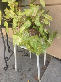Plant and stand