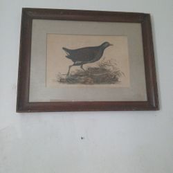 Rare 19C. Selby " Bird Print" Original Folio Common Gallinule