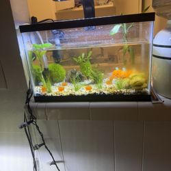 5.5 Gallon Fish Tank 