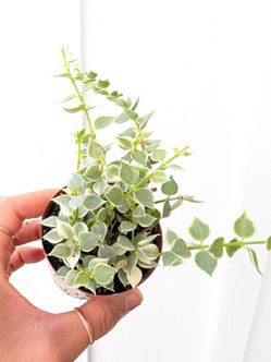 Dischidia Ruscifolia Million Hearts Variegated Plant 2" Pot - Indoor House Plants