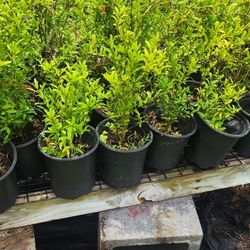 Plantas De Granadas 1gallon 