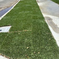 Sod And Concrete