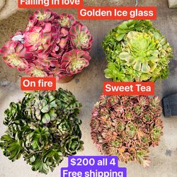 $200 for 4 Aeonium cluster free shipping