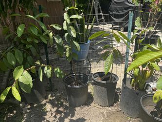 Avacado And Guava Trees