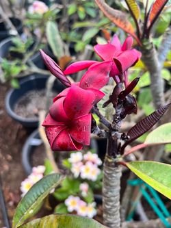 Plumeria “Hilo Beauty”