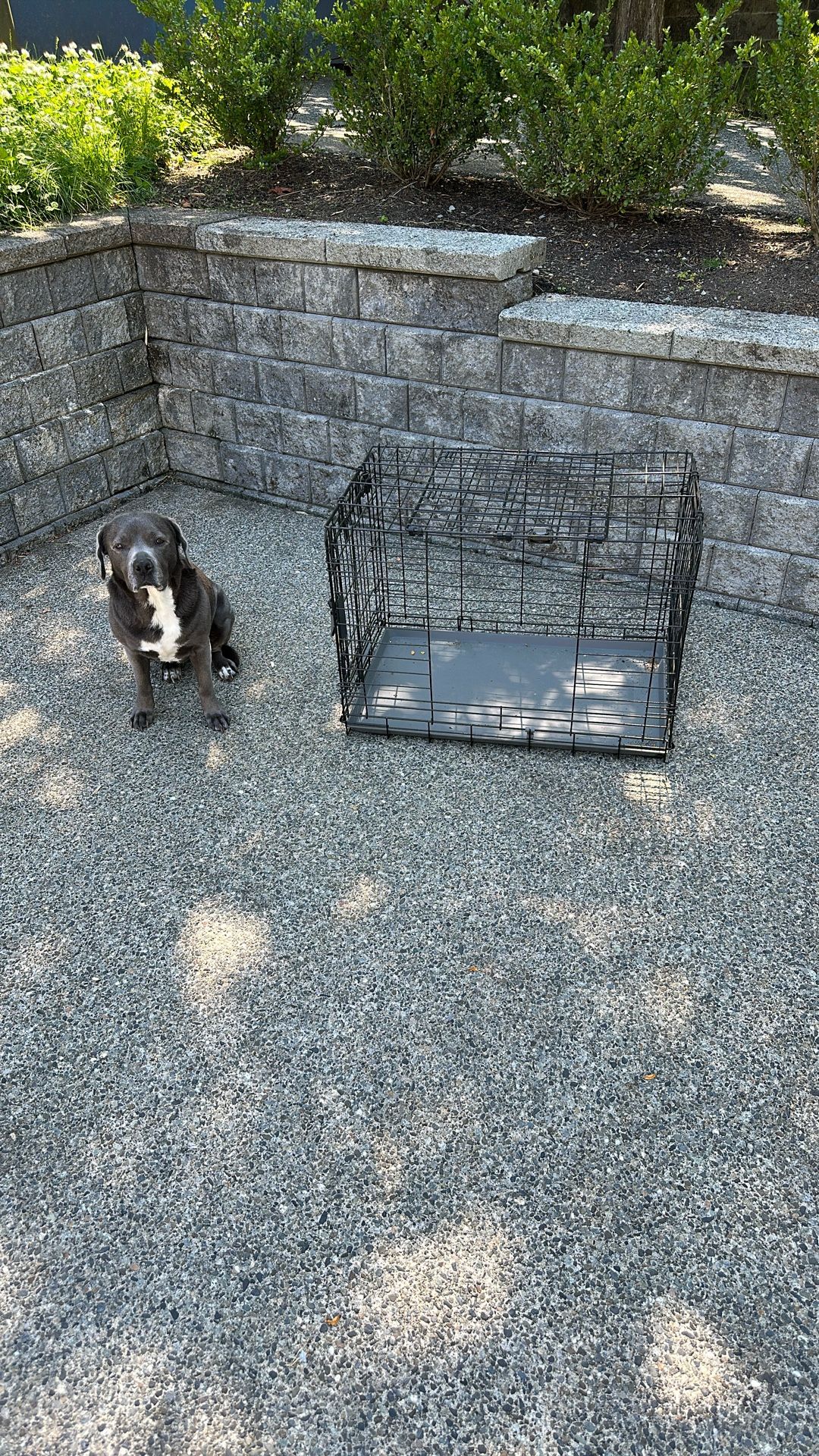 Dog Crate