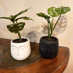 Live Monstera Adansonii Swiss Cheese Plant $25 Each With Ceramic Pot & Saucer (Please Read Full Description) 