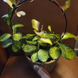 $39 Each Beautiful Basket of Hoyas
