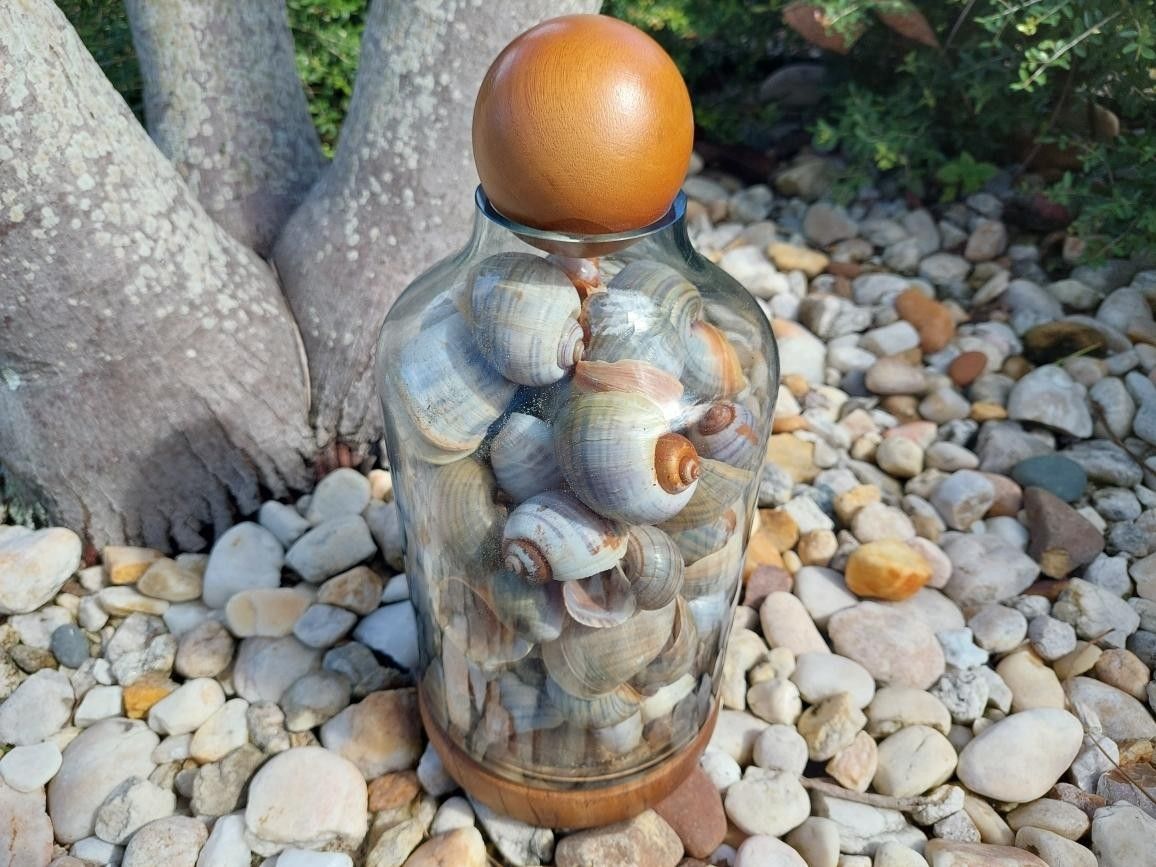 Jar of Authentic Apple Snail Shells 6 Lbs (2.7 Kg)