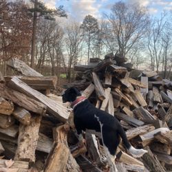 Firewood 