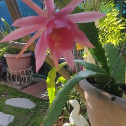 Epiphyllum Cactus