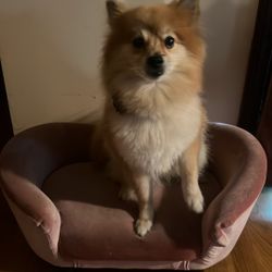 Pink  Dog Bed 