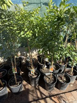 Clementine Tangerine 🍊 Trees 4F The Tall $55 Each Price Firm 