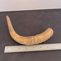 Unknown REAL Goat Ram Antler Horn