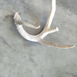 Deer Horns 