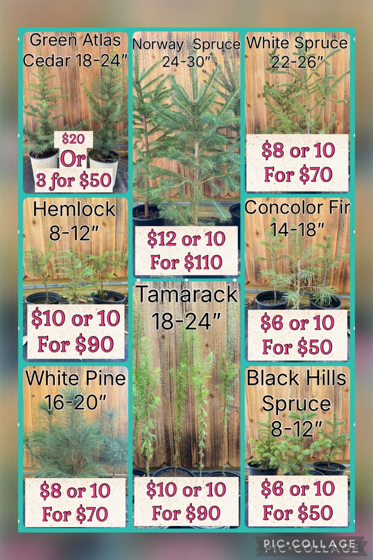 Fall Tree Sale - Spruce - Cedar - Pine - Hemlock - Tamarack