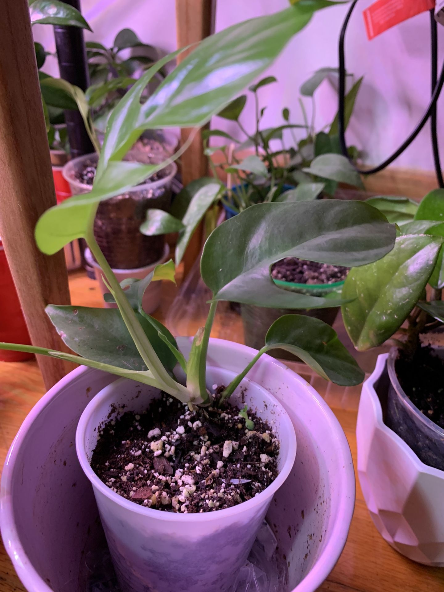 Mini Monstera.