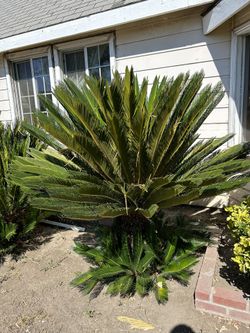 Giant Sago Palm Tree (almost 6 Ft)