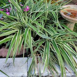 Dianella Plants 