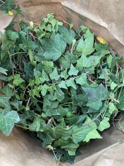 Ivy Cuttings