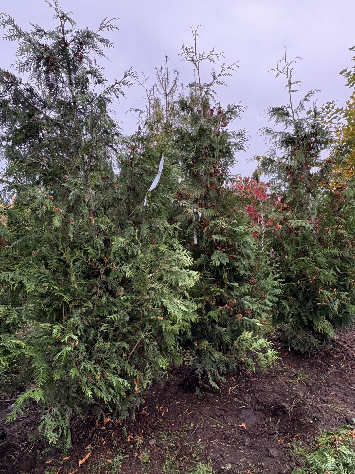 Green Giant Trees (9’-10’)