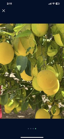 juicy lemons 4X$1