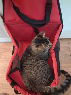 Pet car carrier