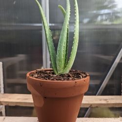 Organic Aloe, 6 Inch Pot