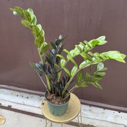 6” Big Raven Zz Plant 