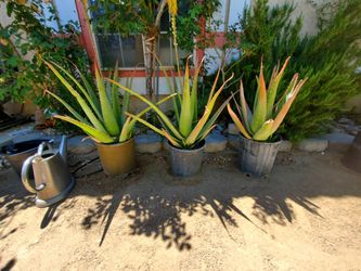 Agave Plants 🪴 Very Healthy
