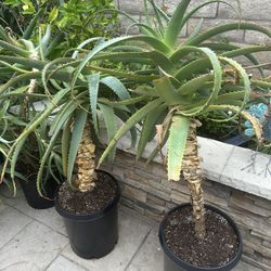 Aloe Vera Plants