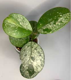 Hoya Obovata Silver Splash
