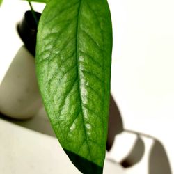 Rare Cebu Blue Pothos Money Plant/ House Plant / Indoor Plant Flower Patio Garden