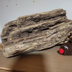 Petrified Wood