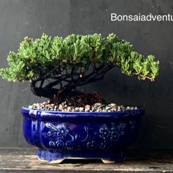 Bonsai Juniper 
