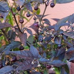 Chile ROXXA SHEIRO PEPPER 