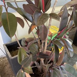 Large Rubber Plant 