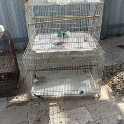 Birds Cage