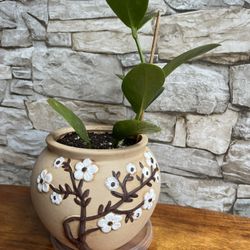 Hiya Beautiful House Plant In Cute Pot With Drainage 4 3/4H.
