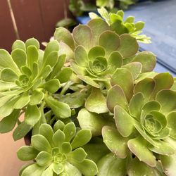 Planta