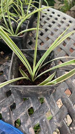 Spider plants