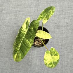 Philodendron Burle Marx Albo Plant 5” Pot 
