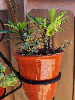 Ceramic pots