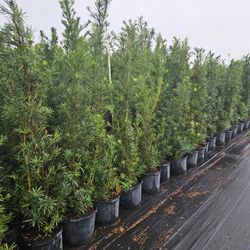 podocarpus clusias Starting only $10 Instant probabilidad Hedge for fence