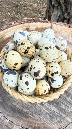 Organic eggs