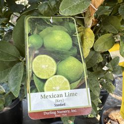 Mexican Key Lime Tree 15gal 
